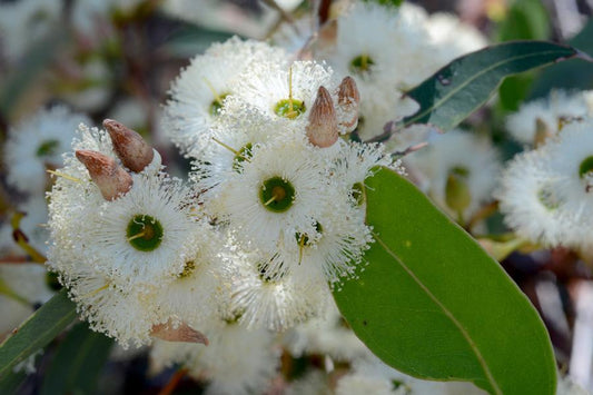 Manuka vs. Jarrah
